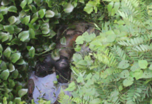 Encuentran cadáver de hombre en estado de descomposición en Bonao