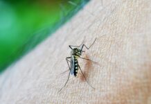 Comienzan a subir casos de dengue y de males gástricos