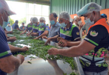 FEDA impulsará crianza de ovejas, chivas y pollitas con porcicultores afectados por la PPA